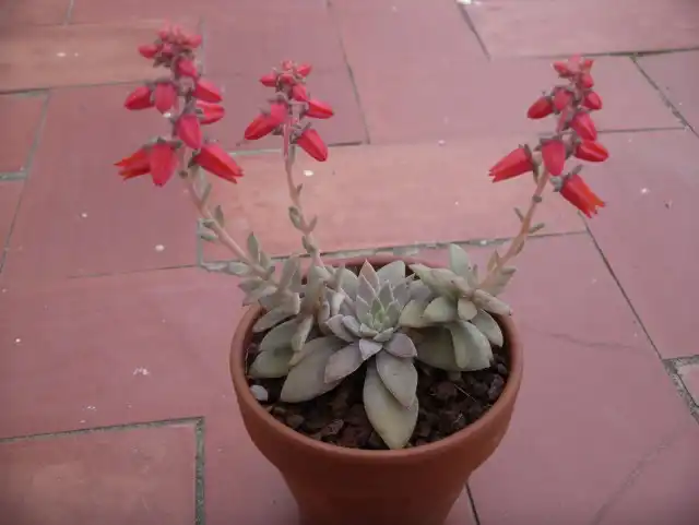 Цветение эхеверии карниколор