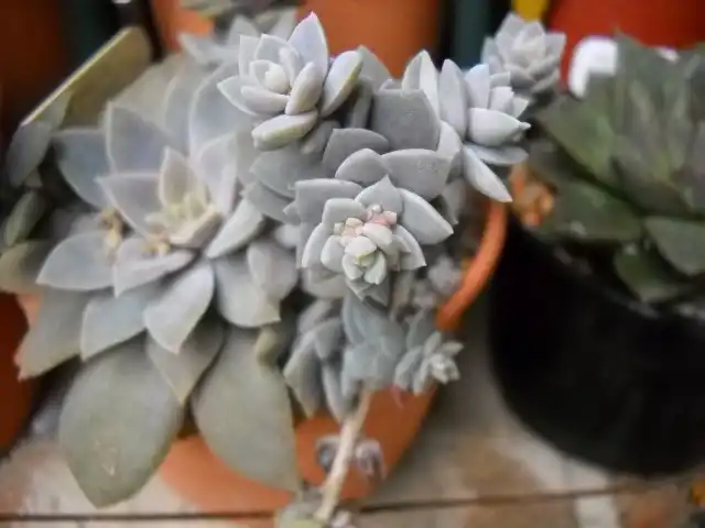 Эхеверия карниколор - очень простое в уходе растение