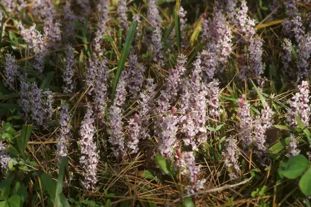 Рейнекия (Reineckea carnea) в естественных условиях обитания