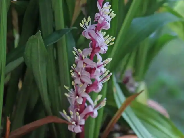 Цветы рейнекии