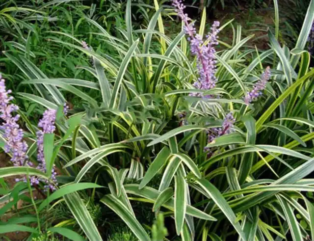 Пестролистная форма рейнекии