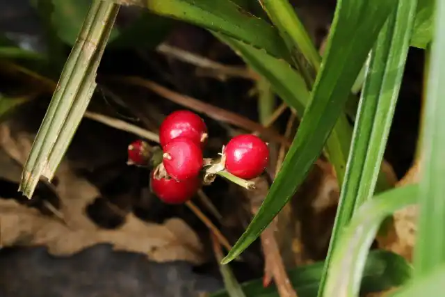 Плоды рейнекии