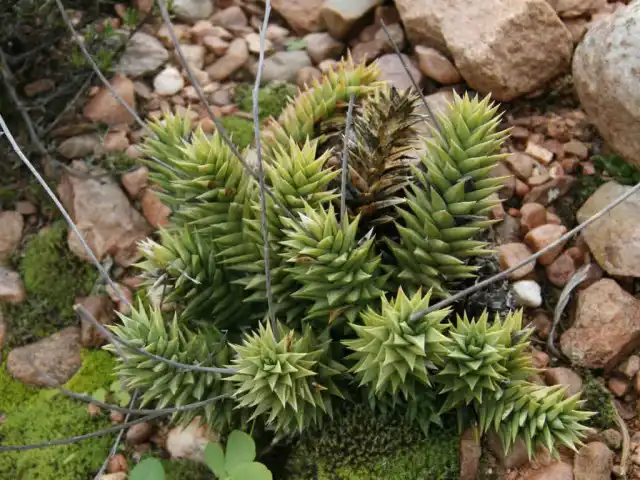 Астролоба спиральная (Astroloba spiralis) в естественных условиях обитания