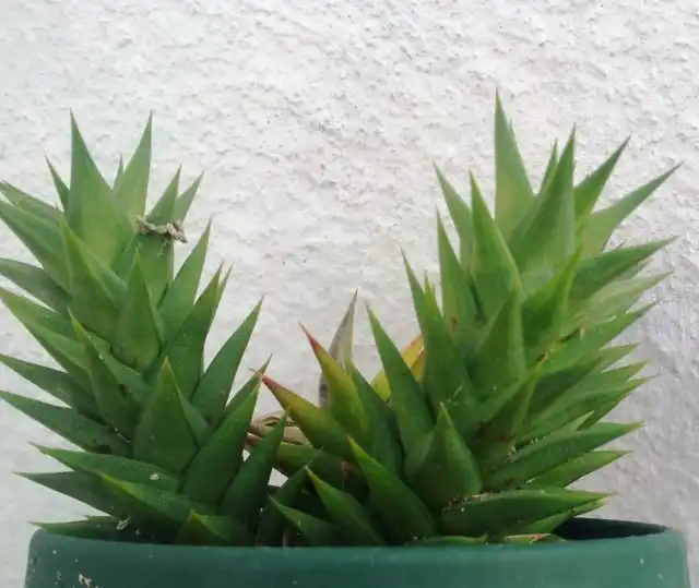 Астролоба - комнатный суккулент