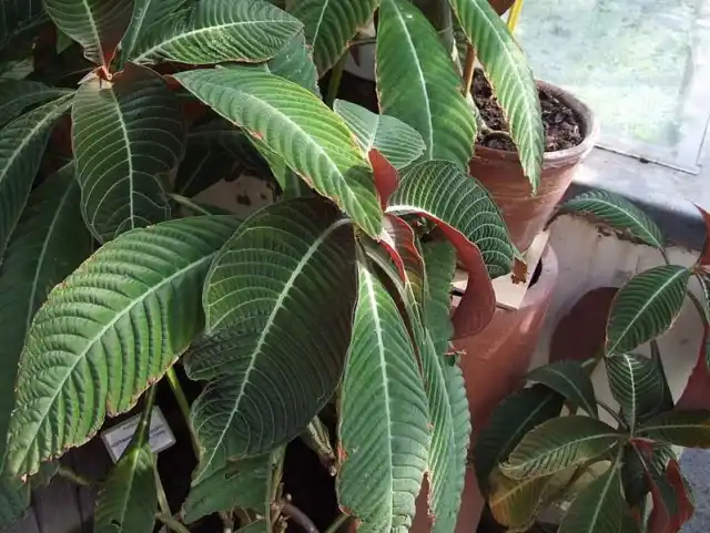 Гофмания Гисбрехта (Hoffmannia ghisbreghtii)