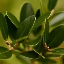 Самшит болеарский (Buxus balearica)