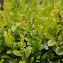 Самшит мелколистный (Buxus microphylla)