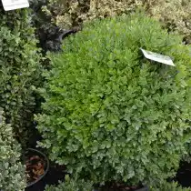 Самшит обыкновенный или вечнозеленый (Buxus sempervirens)