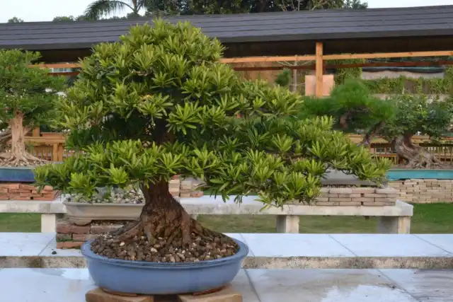 Бонсай из подокарпа крупнолистного