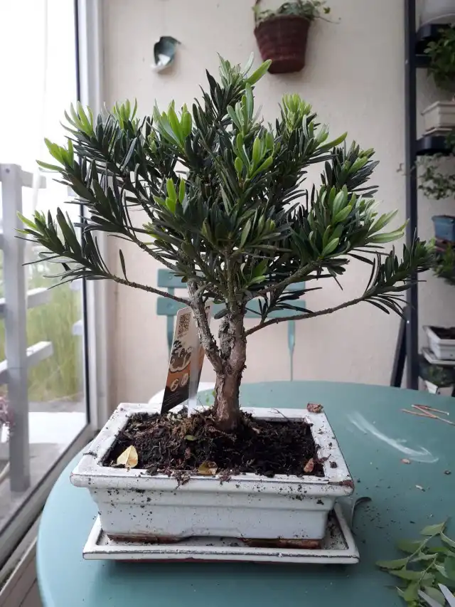 Бонсай из подокарпа крупнолистного
