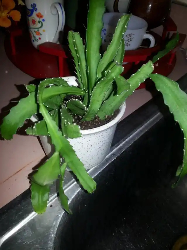 Аканторипсалис одноколючковый (Acanthorhipsalis monacantha)