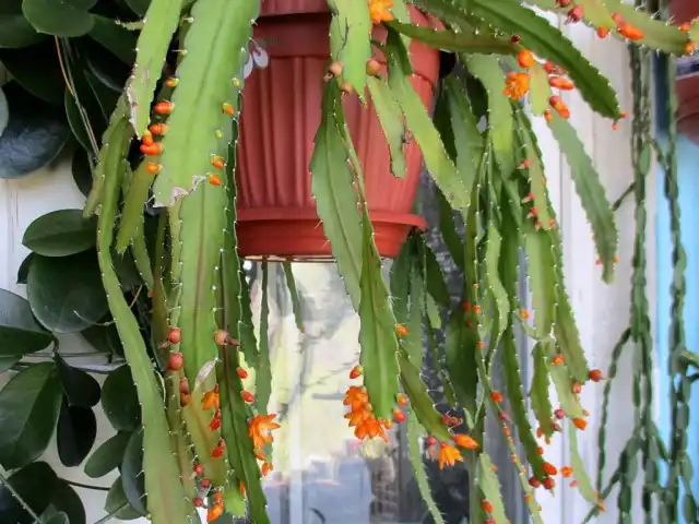 Аканторипсалис одноколючковый (Acanthorhipsalis monacantha)