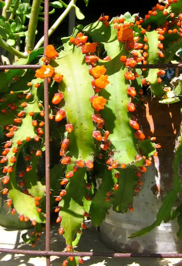 Аканторипсалис одноколючковый (Acanthorhipsalis monacantha)