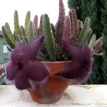 Стапелия крупноцветковая (Stapelia grandiflora)