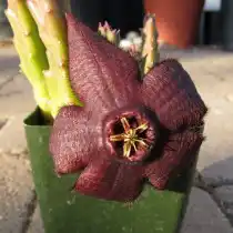 Стапелия изменчивая (Stapelia mutabilis)
