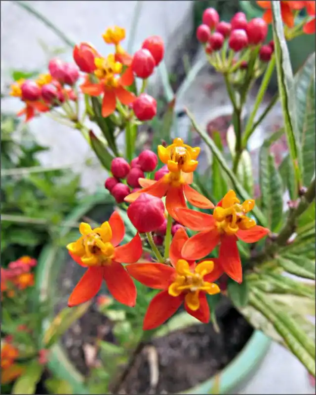 Выращивание ваточника кюрасавского в горшке, в домашних условиях