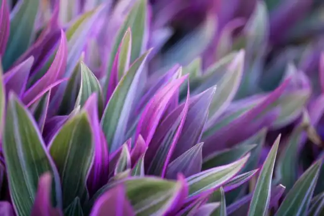 Традесканция разноцветная, или традескaнция покрывaльчатая (Tradescantia spathacea)