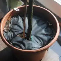 Уложите сверху грунта в горшке укрывной материал