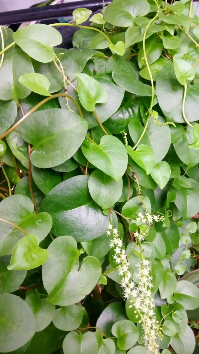Анредера сердцелистная (Anredera cordifolia)