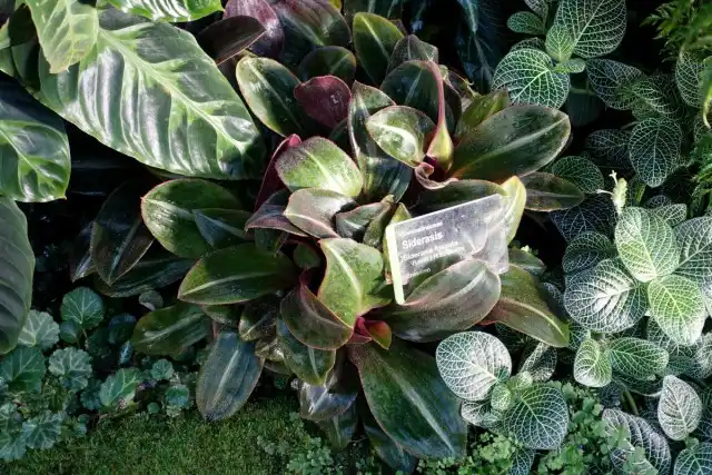 Сидерасис буроватый (Siderasis fuscata)