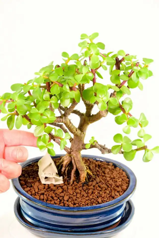 Портулакария африканская (Portulacaria afra)