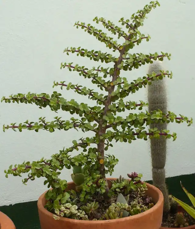 Портулакария африканская (Portulacaria afra)