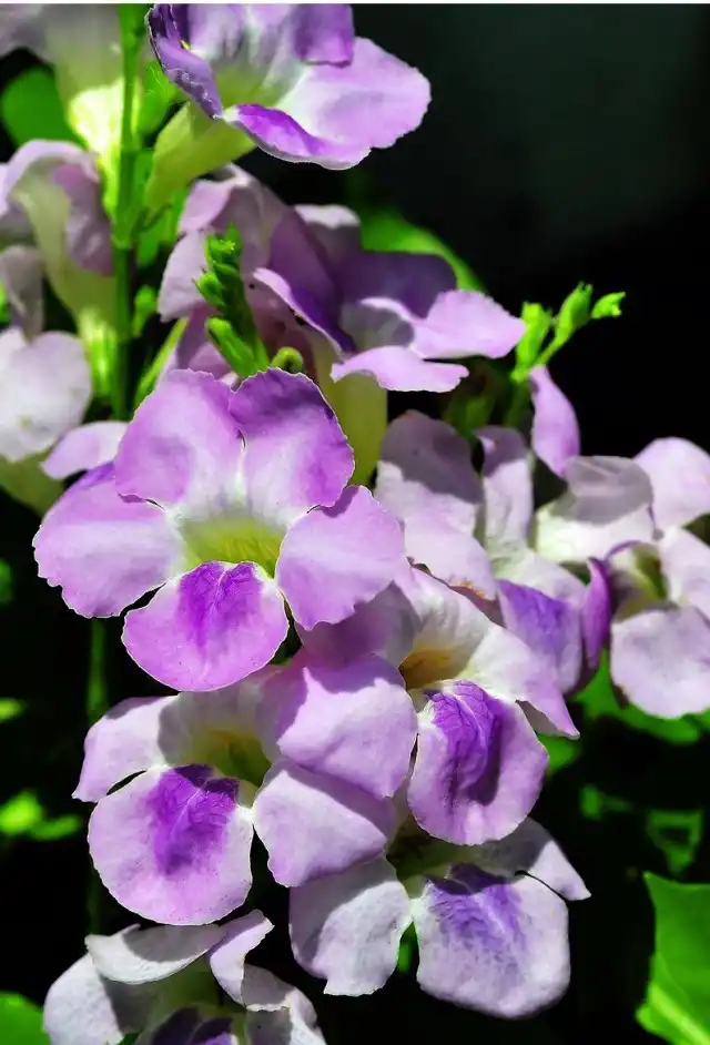 Азистазия ганская (Asystasia gangetica)