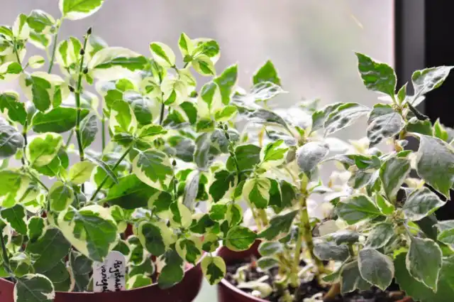 Азистазия ганская «Вариегата» (Asystasia gangetica 'Variegata')