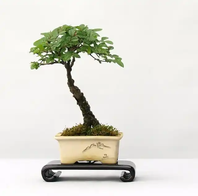 Выращивание вяза мелколистного в комнатных условиях в форме бонсай