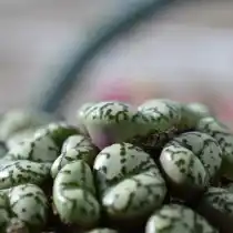 Конофитум (Conophytum obcordellum)