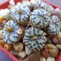 Конофитум (Conophytum obcordellum)