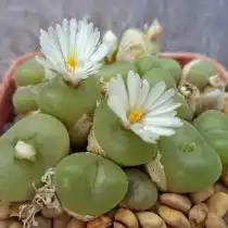 Конофитум вогнутый (Conophytum concavum)