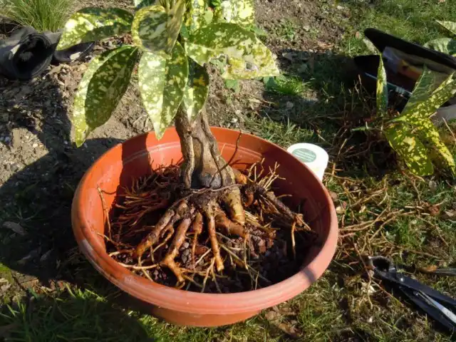 Пересадка аукубы японской