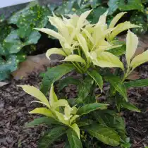 Аукуба японская сорт "Natsu-no-kumo"