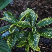 Аукуба японская сорт "Daisuke’s Tiger"