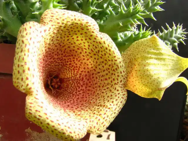 Таварезия (Tavaresia)