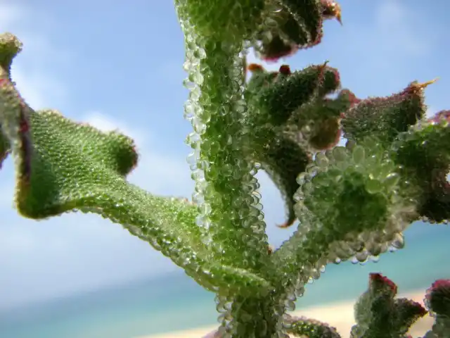 Мезембриантемум хрустальный (Mesembryanthemum crystallinum)