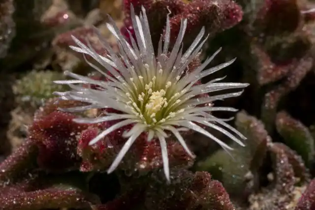 Мезембриантемум хрустальный, или ледяная трава, или хрустальная трава, или ледяник, или полуденник (Mesembryanthemum crystallinum)