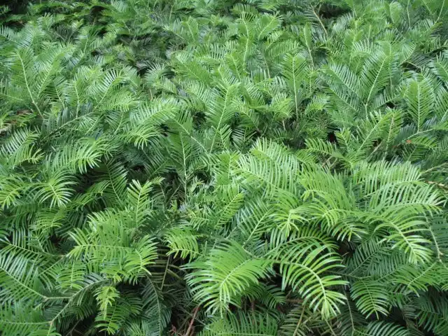 Головчатотис (Cephalotaxus)