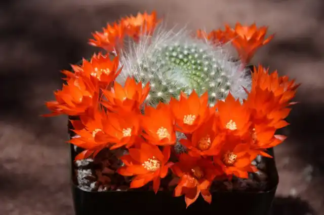Айлостера беловолосая (Aylostera albipilosa), или Ребуция беловолосая (Rebutia albipilosa)