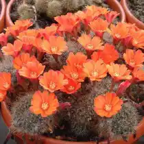 Айлостера деминута (Aylostera deminuta), или Ребуция деминута (Rebutia deminuta)