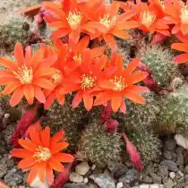 Айлостера Фибрига (Aylostera fiebrigii), или Ребуция Фибрига (Rebutia fiebrigii)