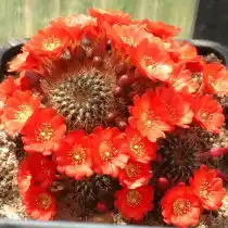 Айлостера Куппера (Aylostera kupperiana), или Ребуция Куппера (Rebutia kupperiana)