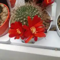 Айлостера псевдодеминута (Aylostera pseudodeminuta), или Ребуция псевдодеминута (Rebutia pseudodeminuta)