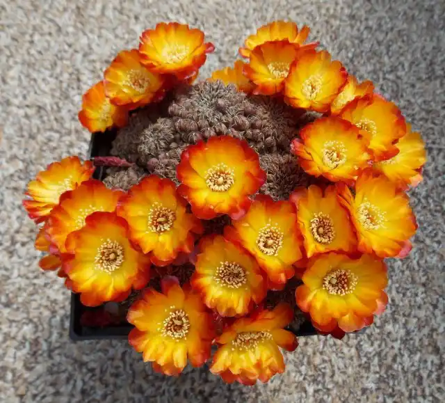 Ребуция (Rebutia)