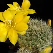 Ребуция золотистоцветковую (Rebutia chrysacantha)