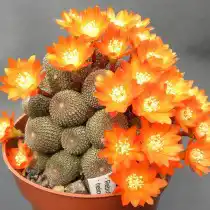 Ребуция солнечая (Rebutia heliosa)