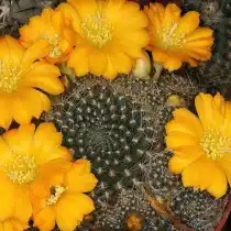 Ребуция Марсонера (Rebutia marsoneri)