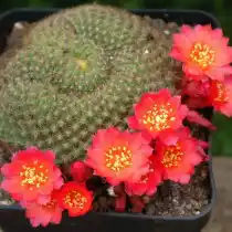 Ребуция крошечная (Rebutia minuscula)