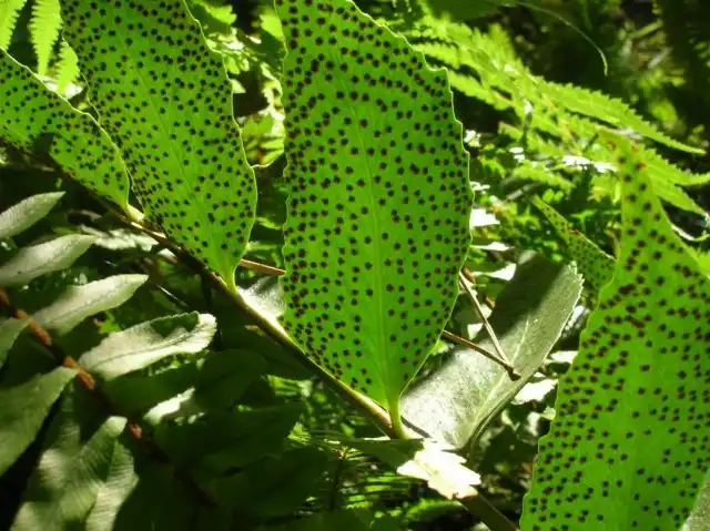 Споры на вайях циртомиума серповидного